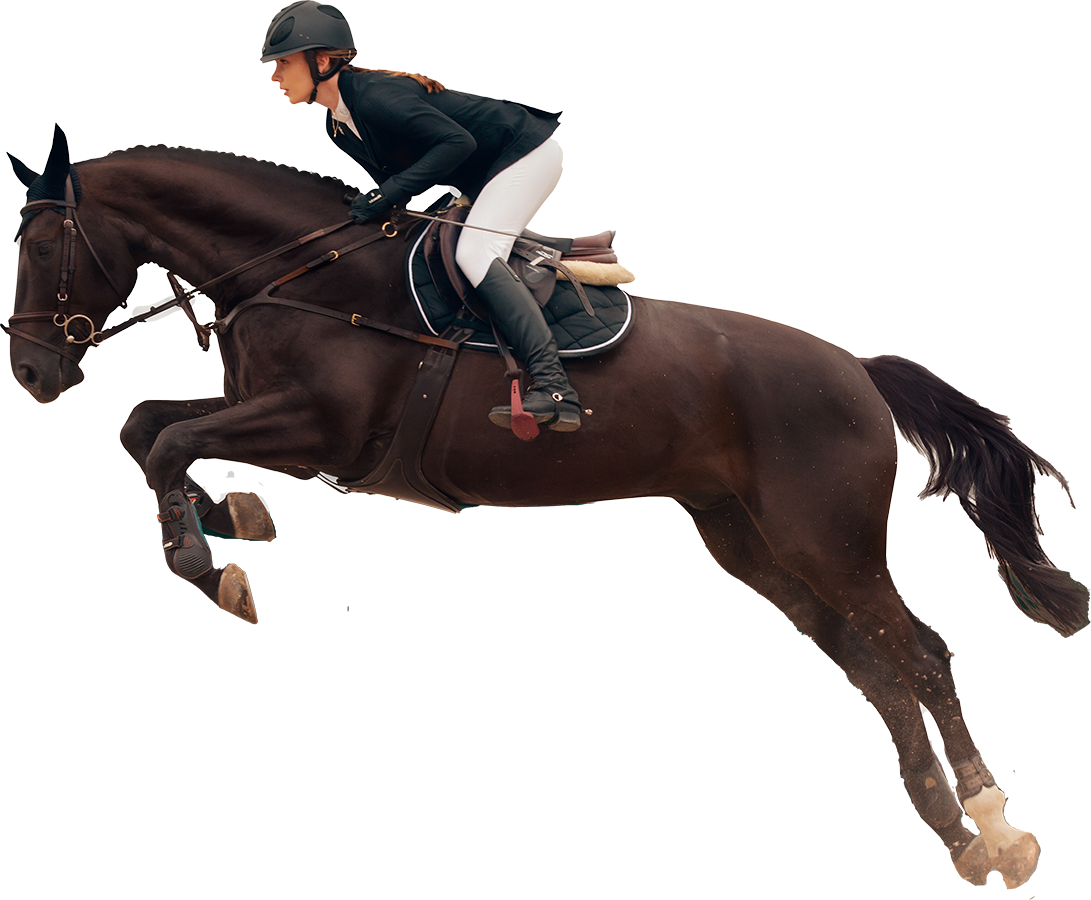 horse
